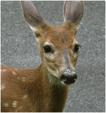 Young deer.