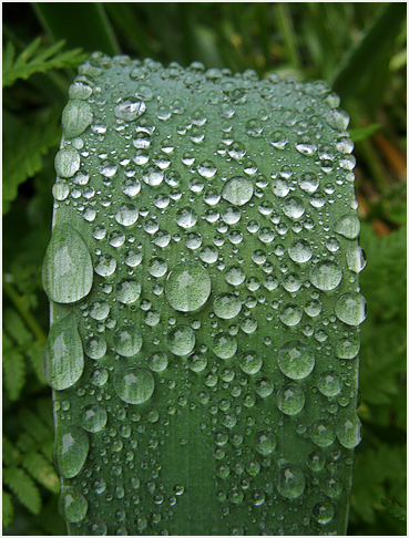 Leaf.