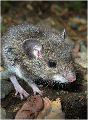 Mouse.