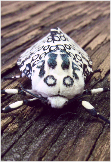 Giant leopard moth.