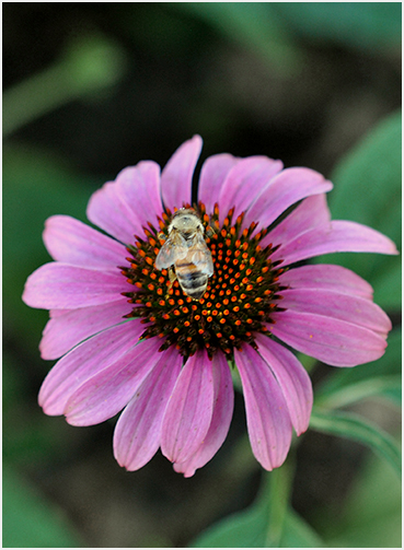 Flower and bee.