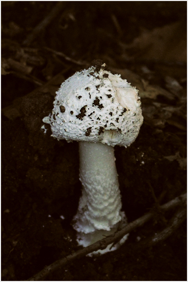 mushroom.