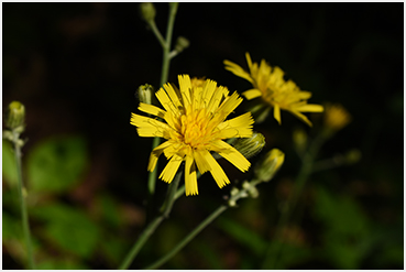 flowers.