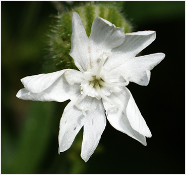 White flower.