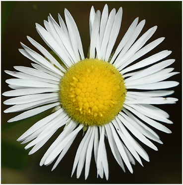 White flower.