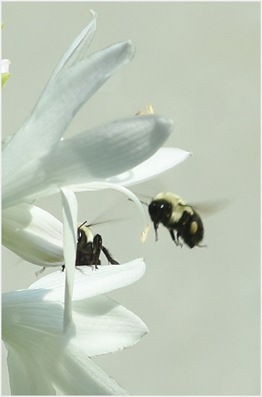 hosta