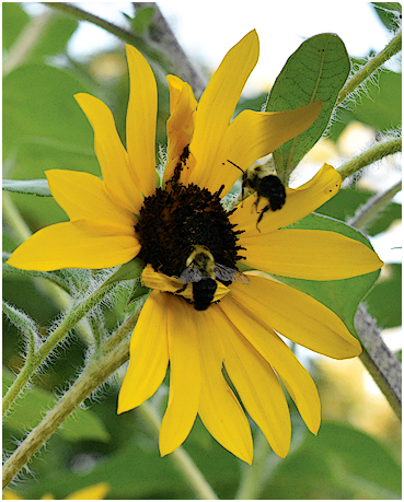 Sunflower