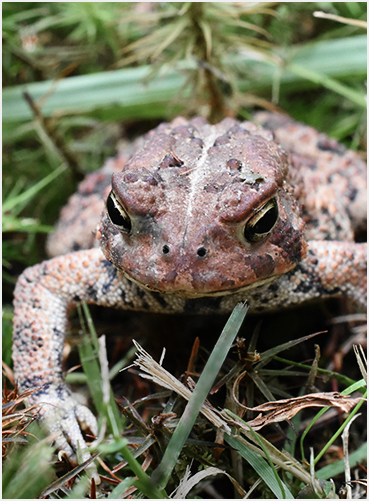 Fowler's Toad