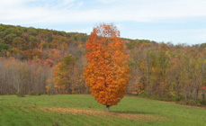 Autumn foliage in Litchfield CT (Connecticut)