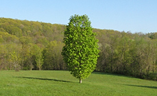 Young green leaves in Litchfield CT (Connecticut)