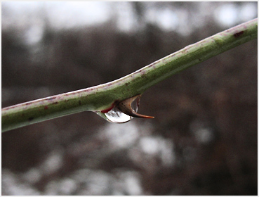 Raindrop on vine.