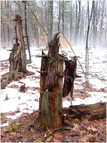 Advection fog in the woods.