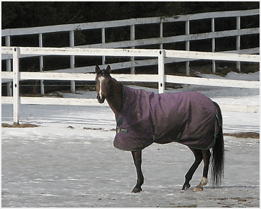 Horse with purple blanket.