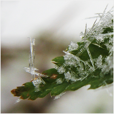 Snow on a fern in Litchfield.