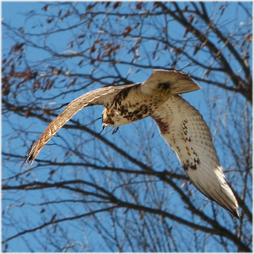 Red-tailed hawk -- photo taken in Litchfield County, CT.