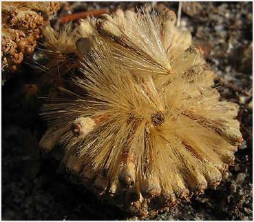 Sycamore fruit.