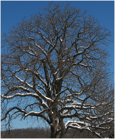 Chestnut tree with snow.