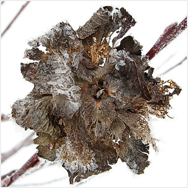A dried flower above the snow.