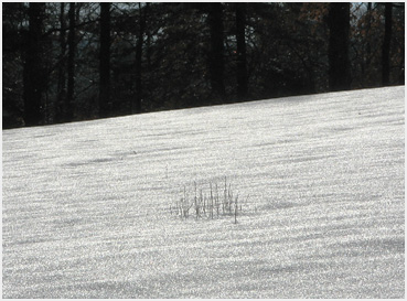 Grass in field of snow.