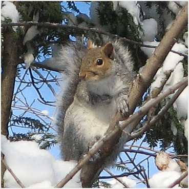 Innocent-looking squirrel.