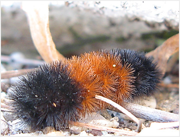 Wooly bear caterpillar.