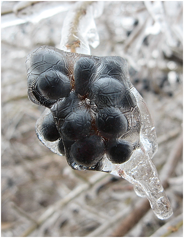 Ice on blue berries.