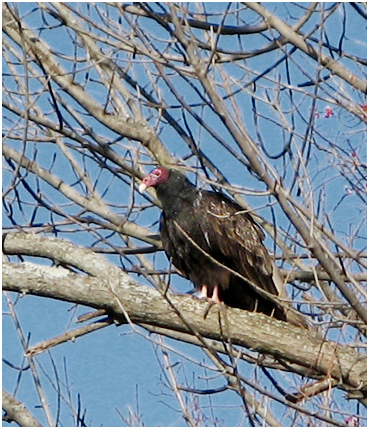 Turkey Vulture.