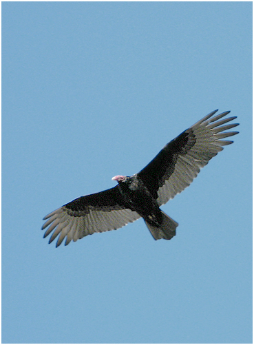 Turkey Vulture.