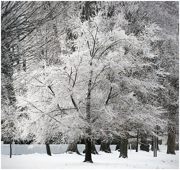 Ice on a tree.