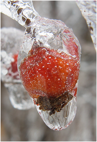 Berry encased in ice.