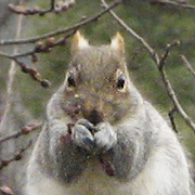 squirrel