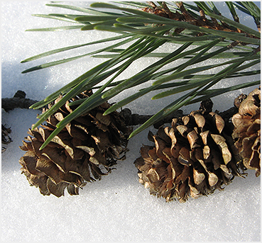 Pine cones spread by the wind.