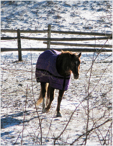 Horse in snow covered field.