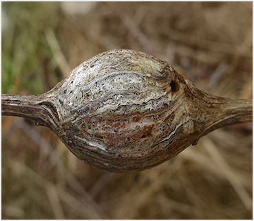 Textured stem.