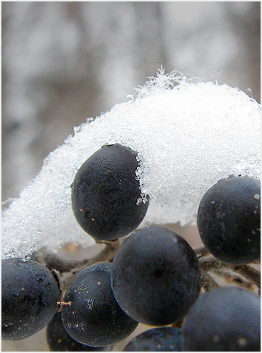 Frost on berries.