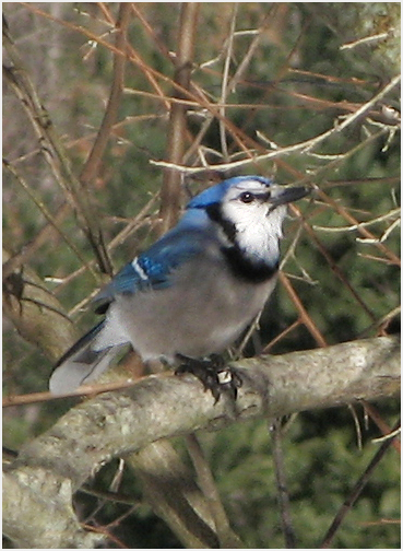 Blue color on bird.