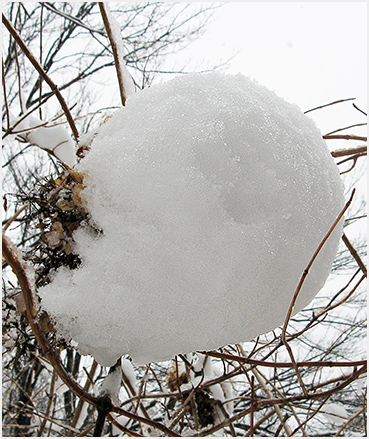 Snow covered snowball bush.