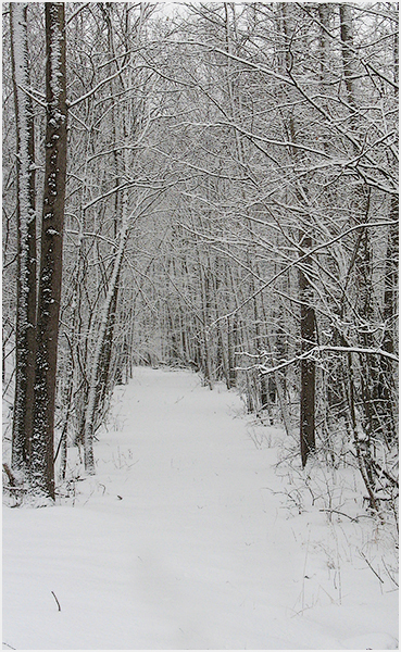 Snow covered pathway.