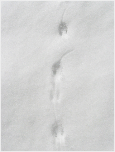 Mouse tracks.