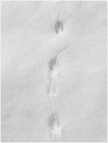 Mouse tracks.