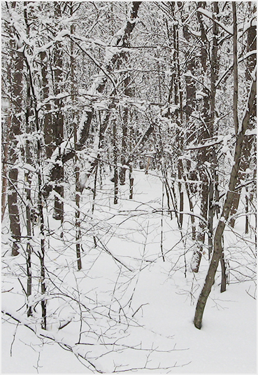 Fresh snow on trees.