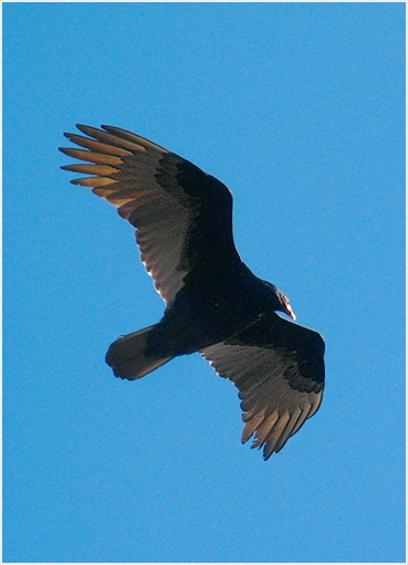 Turkey vulture.