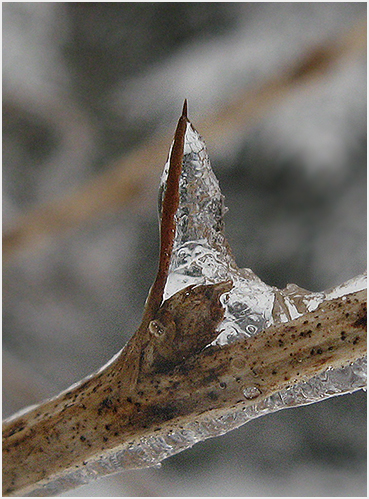 Ice.