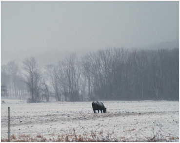 Snow with field and grazing animal.