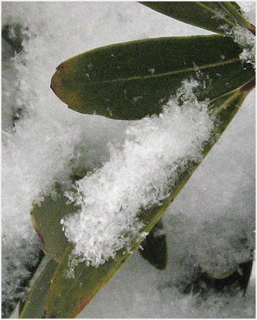 Snow on leaf.