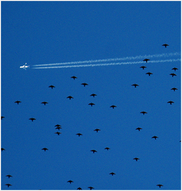 Migrating birds.