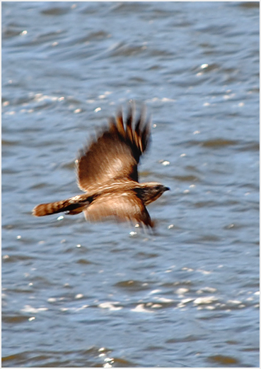 Hawk over pond.