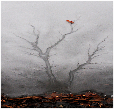 Patterns in the ice.