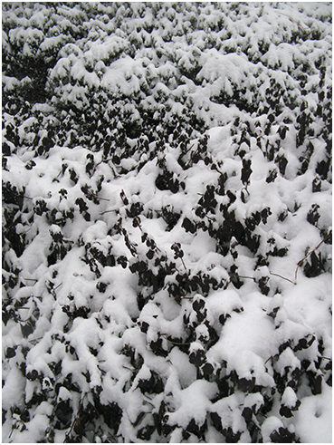 Snow on shrubs.