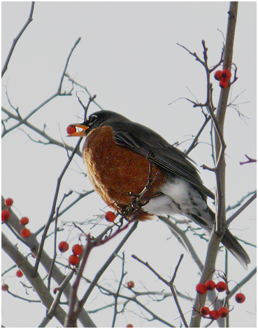 Winter Robbin.